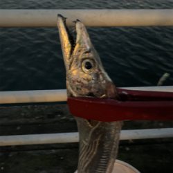 連日つ抜けはならずも陸っぱりドラゴン