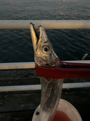 連日つ抜けはならずも陸っぱりドラゴン