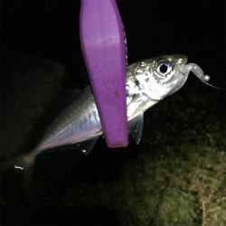 大阪湾奥アジング アミパターン?