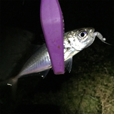 大阪湾奥アジング アミパターン?