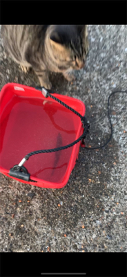 親子で紀州釣り