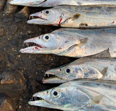 朝タチ、高活性！