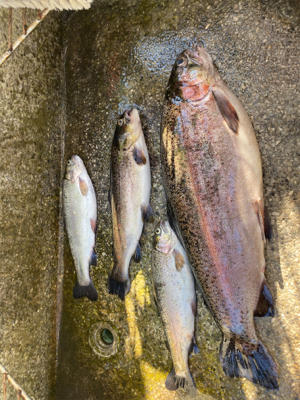 栃木総合運動場プール