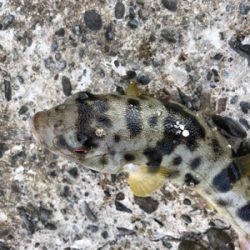 釣り納めでデカいアイナメが釣れた!