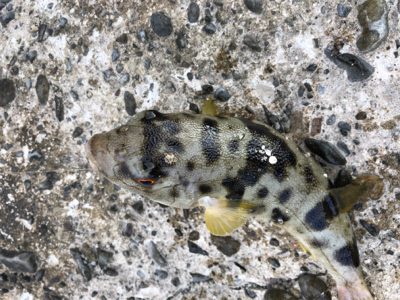 釣り納めでデカいアイナメが釣れた!