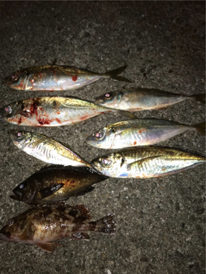 爆風、釣れるやん！