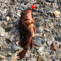 ブラクリでガシラ狙い