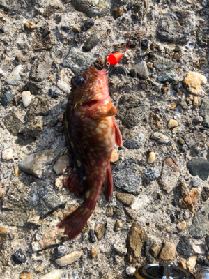 ブラクリでガシラ狙い