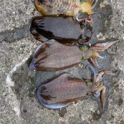 ヤエンでアオリ