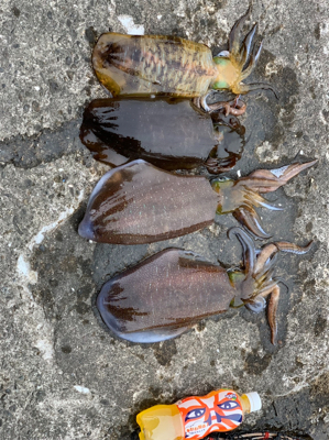 ヤエンでアオリ