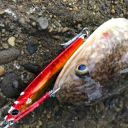 ガシラはあるけど、青物が…