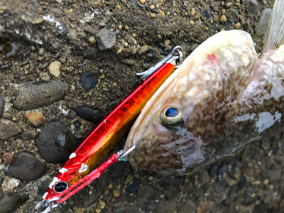 ガシラはあるけど、青物が…