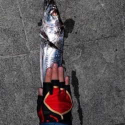 ドラゴンタチウオ