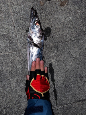 ドラゴンタチウオ