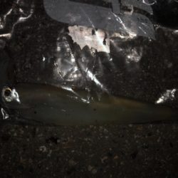 アオリイカ狙いで