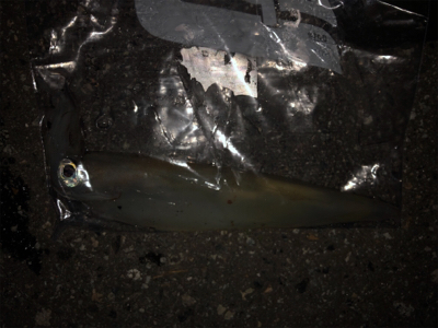 アオリイカ狙いで