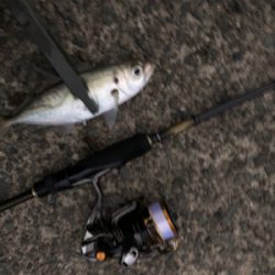 ランガンアジング