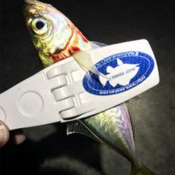 まだまだアジング