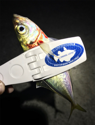 まだまだアジング