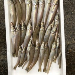 投げ釣りでキスゲット！