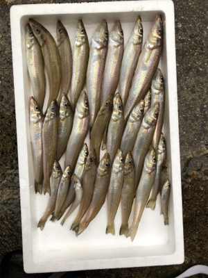 投げ釣りでキスゲット！