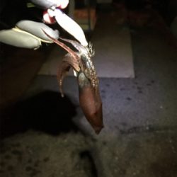 チィチィイカ釣り