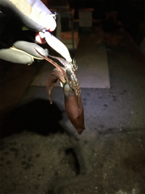 チィチィイカ釣り