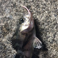 高砂今日も熱かった!