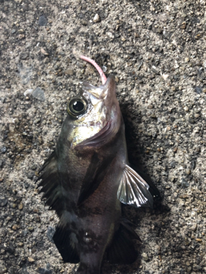 高砂今日も熱かった!