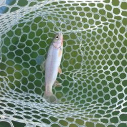 都会の釣り堀 岸和田フィシングパーク