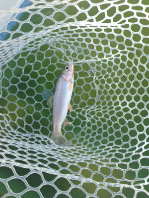 都会の釣り堀 岸和田フィシングパーク