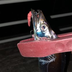 初場所とホームで1本ずつ