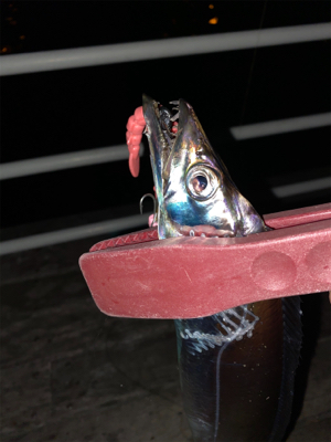 初場所とホームで1本ずつ