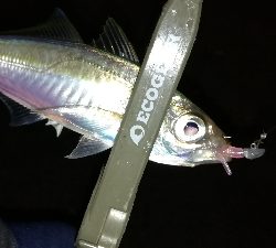 ナイトアジング