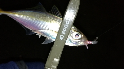 ナイトアジング