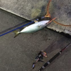 久しぶりのハマチ