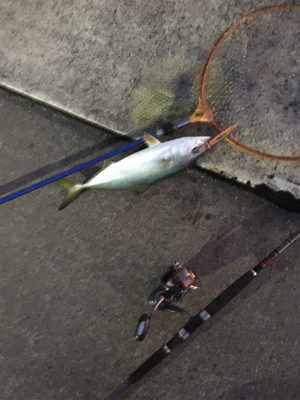 久しぶりのハマチ