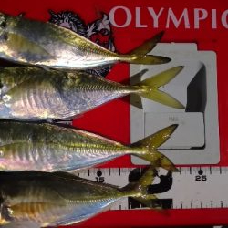 アジング練習 74