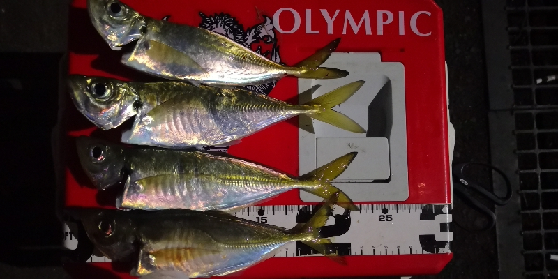 アジング練習 74