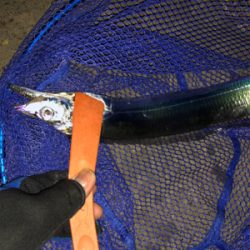 南港エエ感じ〜♫