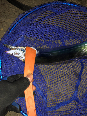 南港エエ感じ〜♫