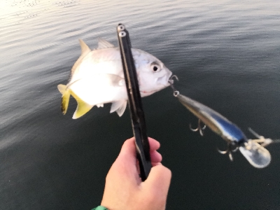鰤出ました。
