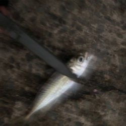 数はつれません