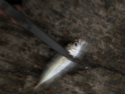 数はつれません