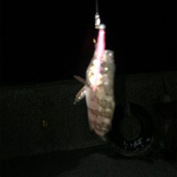 アジング メバリング