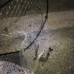 投げ釣りでキビレなど