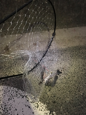 投げ釣りでキビレなど