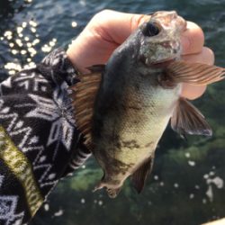 好調デイメバル