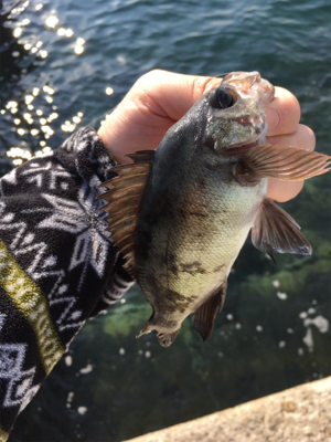 好調デイメバル