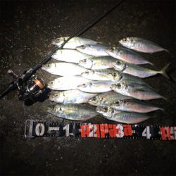 特大出ないながらも数釣りたのしめます